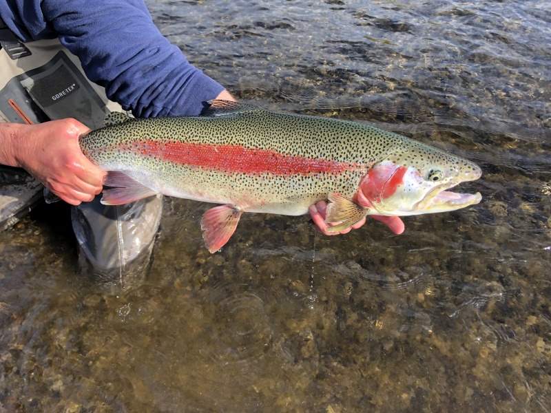 CLEAN_BOW2020