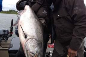 Big King Salmon  in Bristol Bay Alaska at Mission Lodge