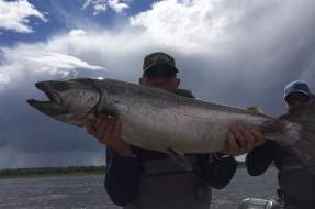 Bristol Bay King Salmon