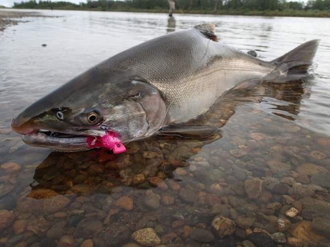 Silver Salmon caught in Bristol Bay at Mission Lodge