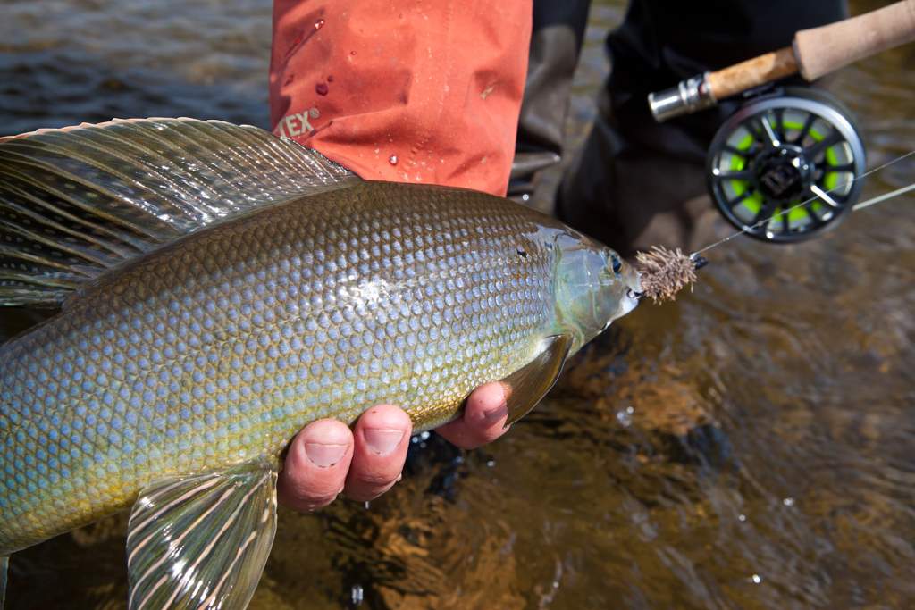 Arctic Grayling